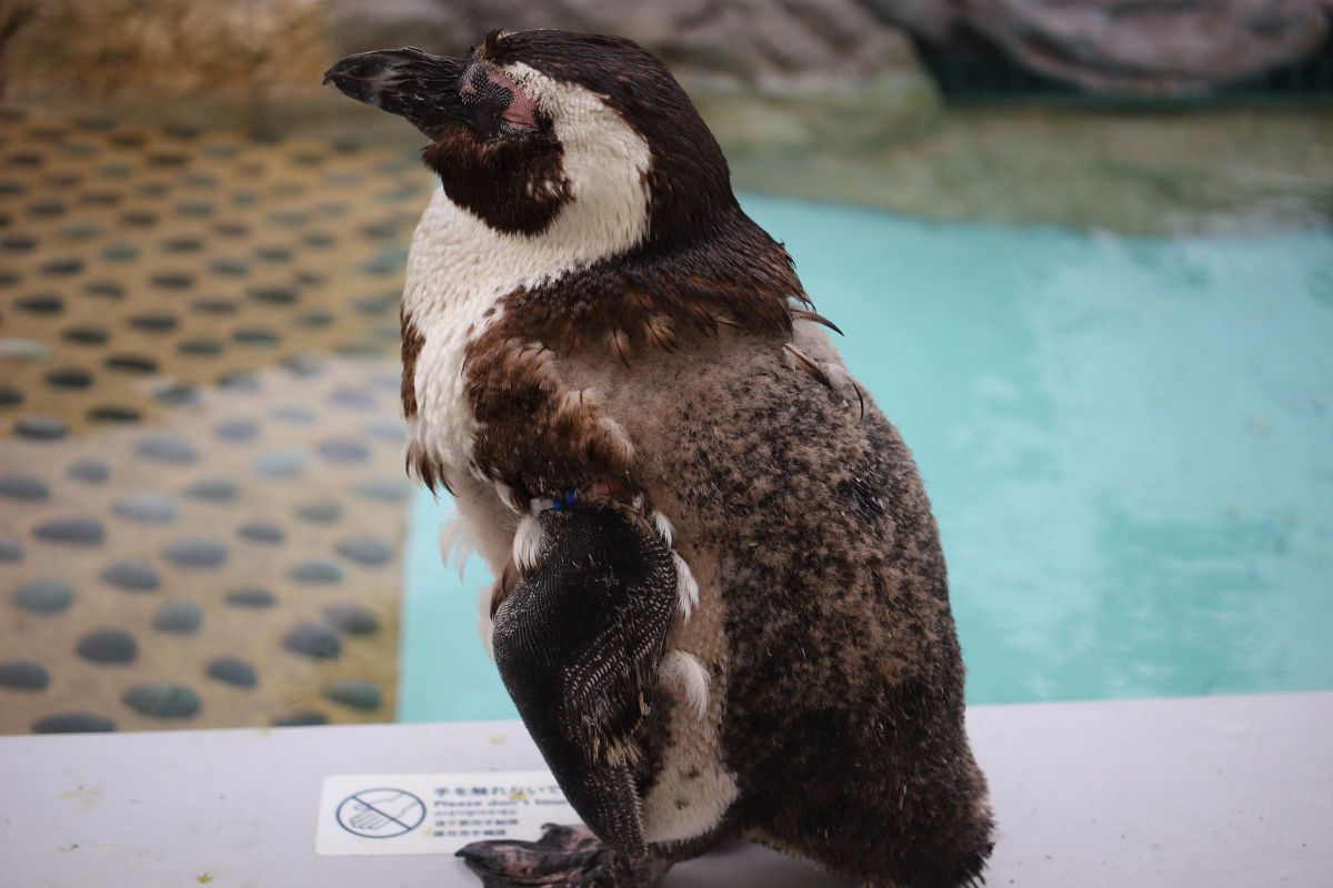 こどもとおとなのはざま 動物 鳥類 Ganref