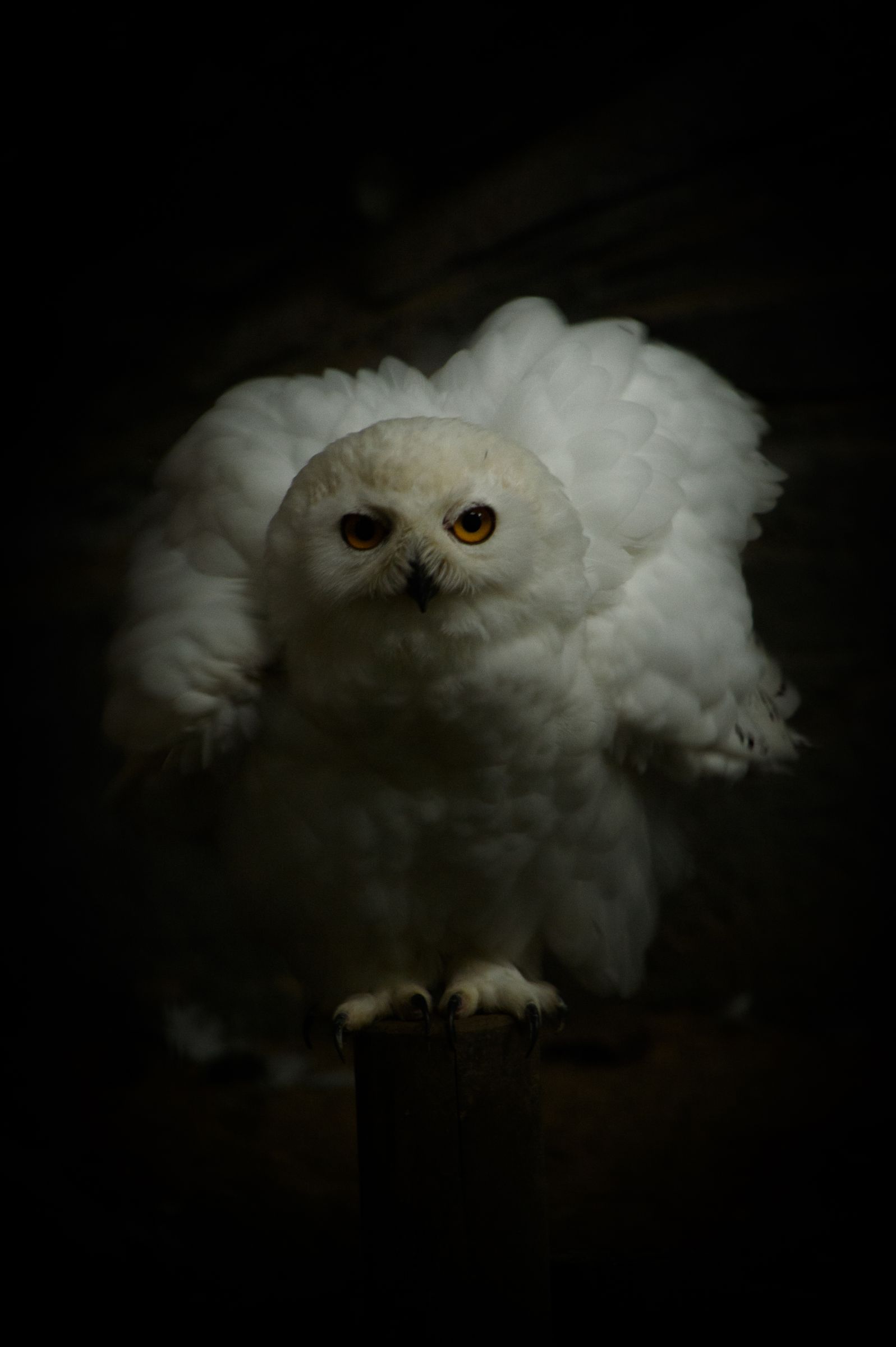 フクロウの夜会 フクロウ～フクロウが知らせる客が来たと～ - Covered by YuNi