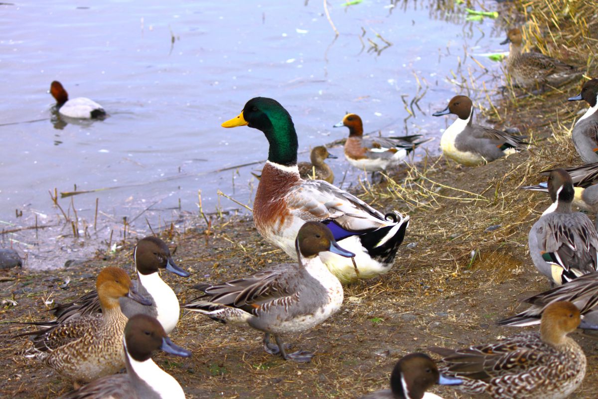 大きいカモ 動物 鳥類 Ganref