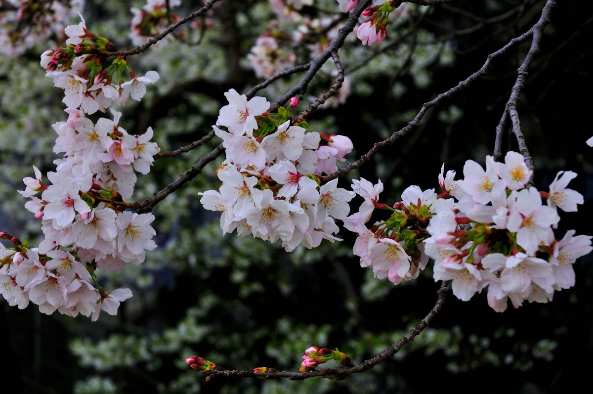 AF-S DX Zoom-Nikkor 18-70mm f/3.5-4.5G IF-EDで撮影された写真
