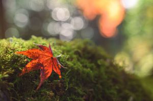 写真 サムネイル