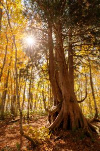 ねずこの木 | GANREF