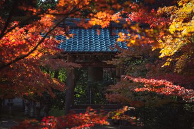 秋の静寂に静かに響く青と赤