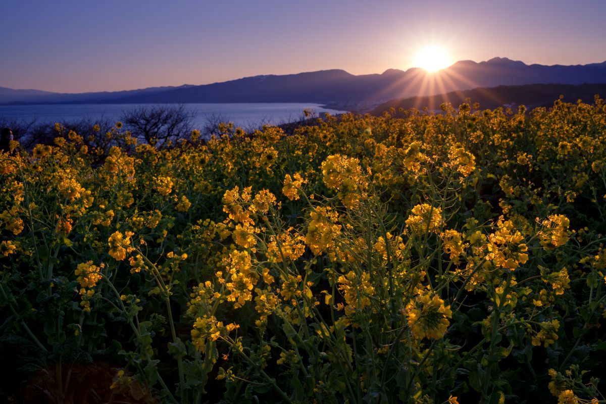 マジックアワー 植物 花 花びら Ganref