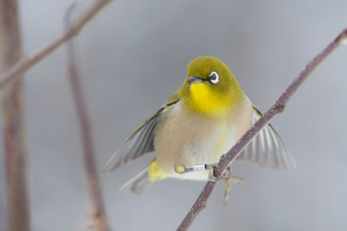 High Speed AF APO TELE 200mm F2.8 Gで撮影された写真 | 写真検索