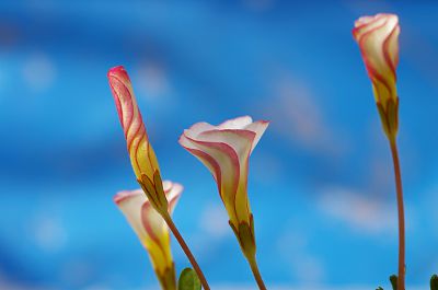 みんなが撮影したオキザリスの写真 Ganref