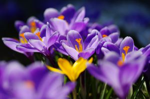 北海道で春一番に咲く花 植物 花 花びら Ganref