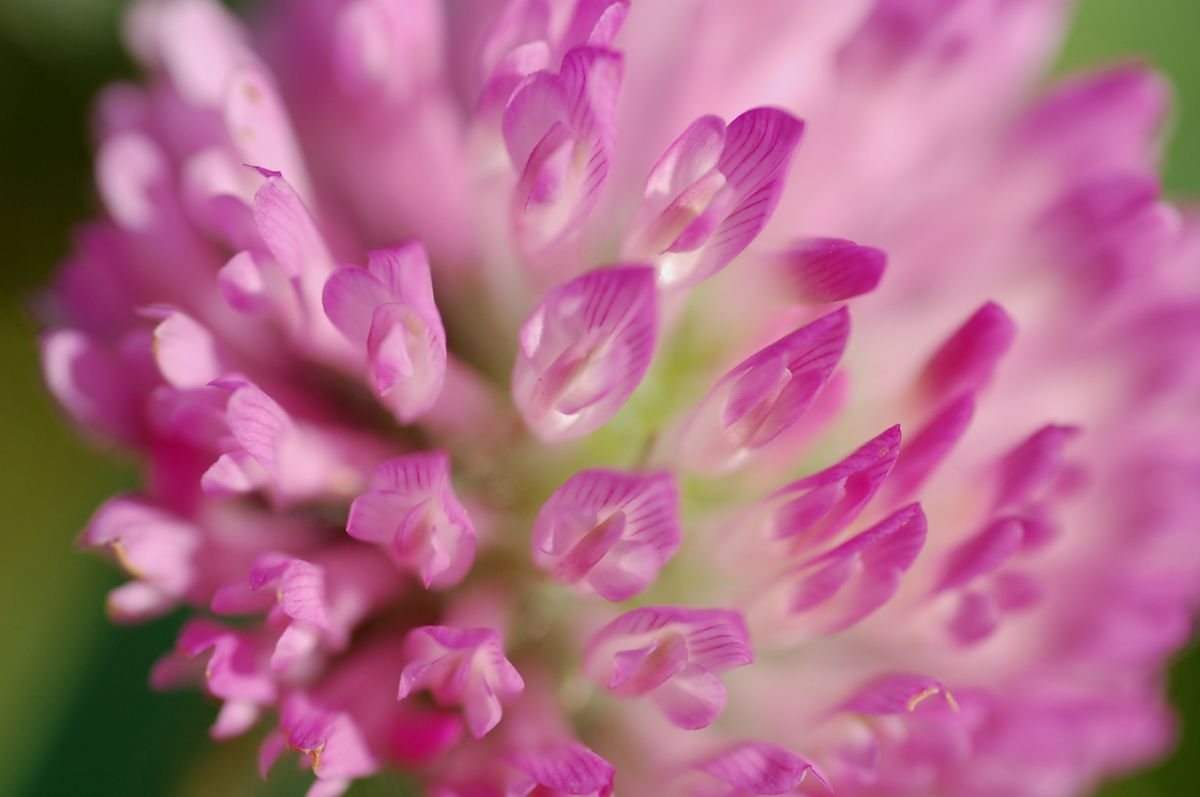 雑草の美 植物 花 花びら Ganref