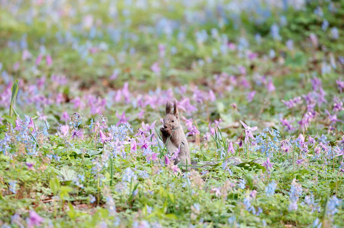 北海道浦臼町 浦臼神社 エゾエンゴサクとエゾリス撮影 Ganref