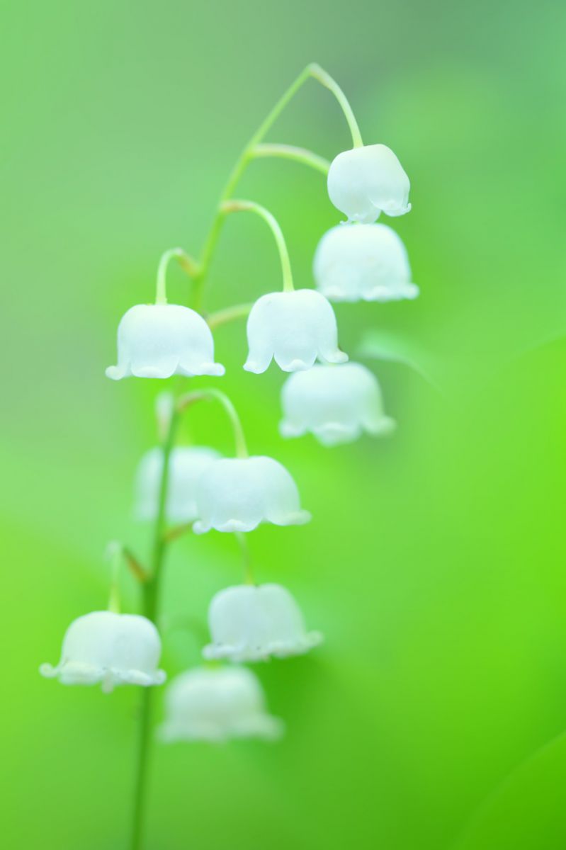 スズラン 植物 花 花びら Ganref