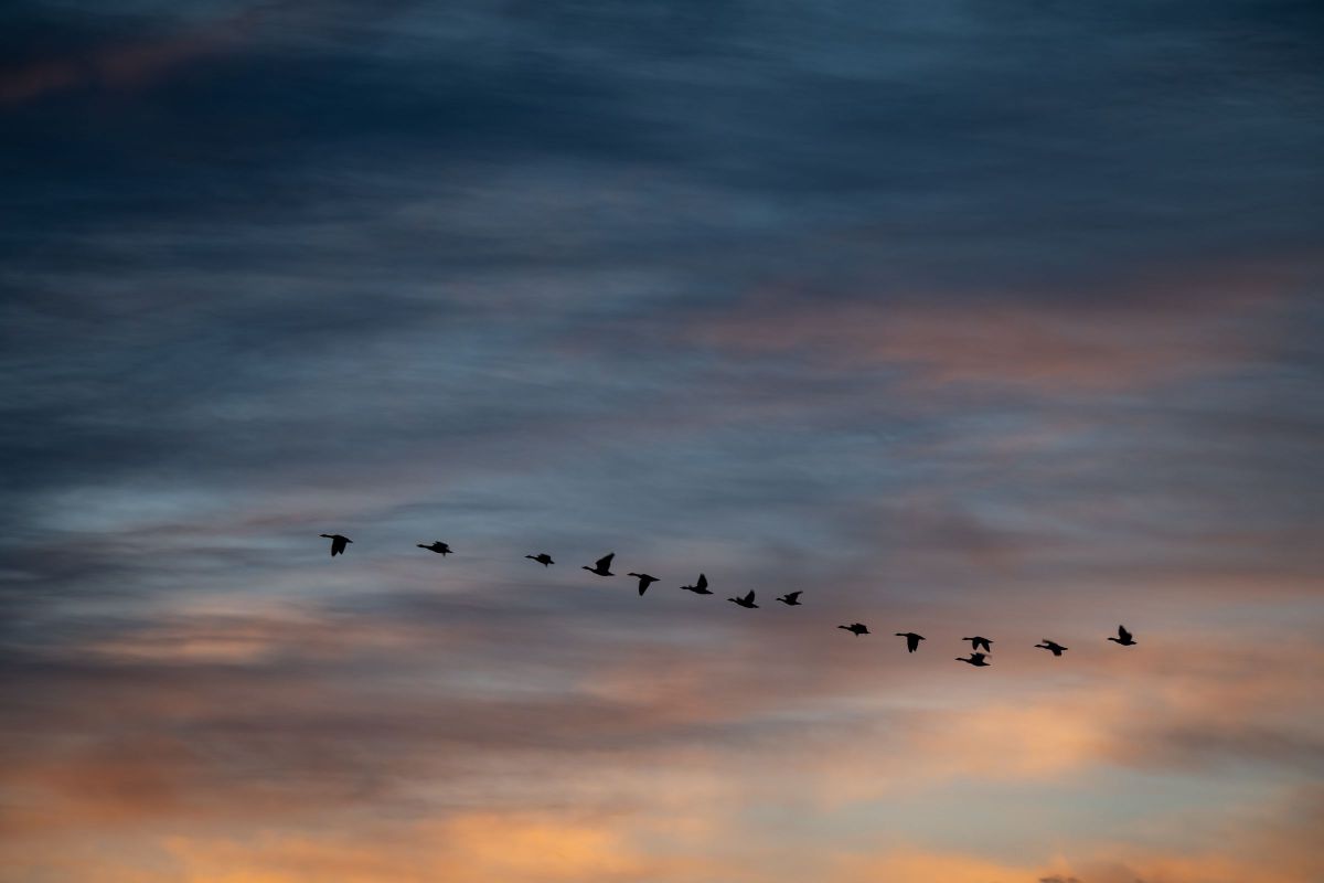NIKKOR Z 180-600mm f/5.6-6.3 VRで撮影された写真 | 写真検索 | GANREF