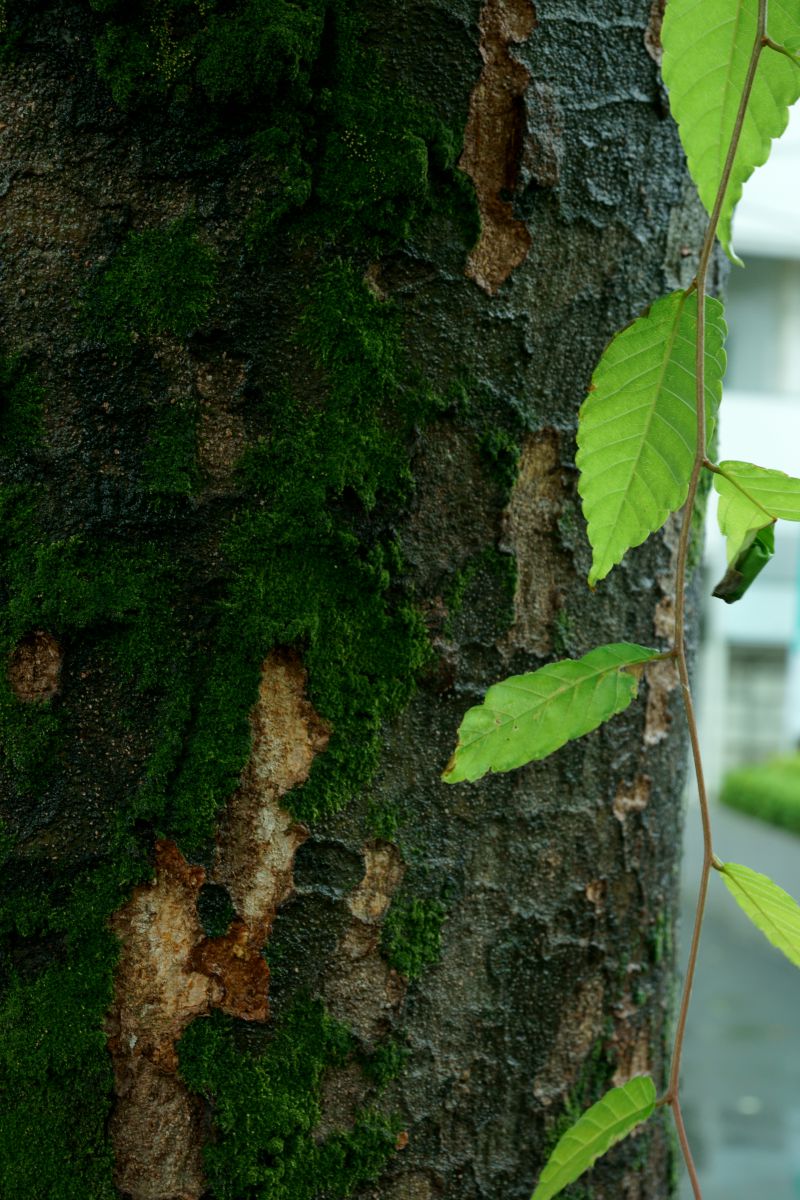 欅の幹と葉 植物 樹木 Ganref