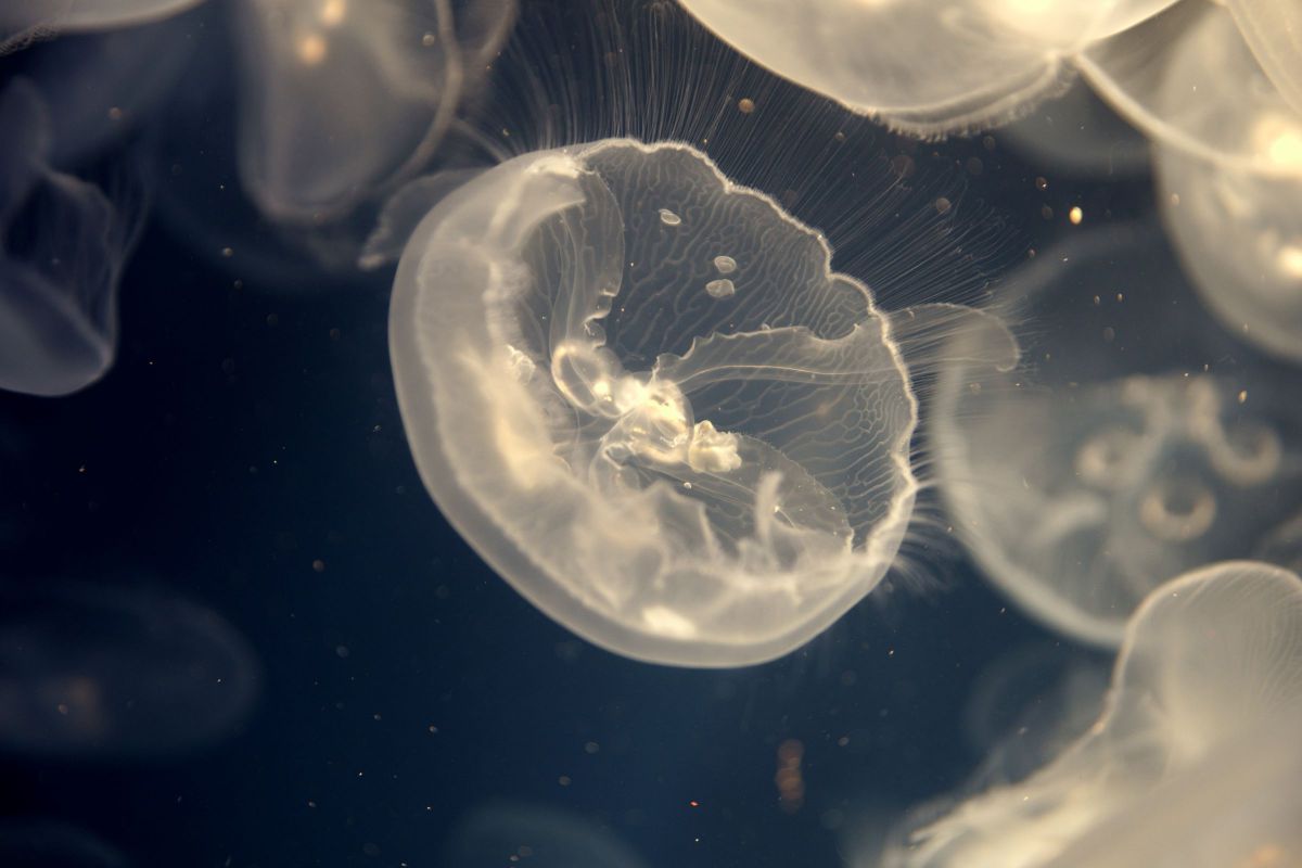 スケルトン GANREF