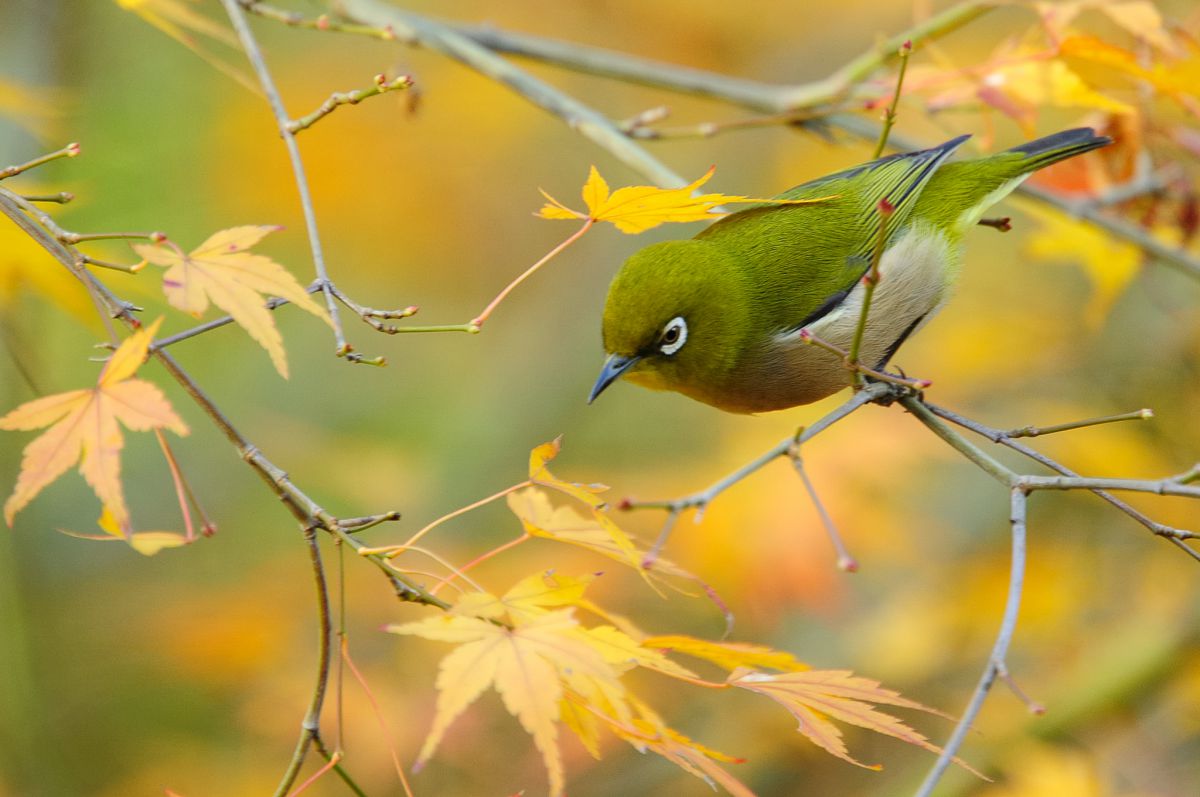 APO 135-400mm F4.5-5.6 DGで撮影された写真 | 写真検索 | GANREF