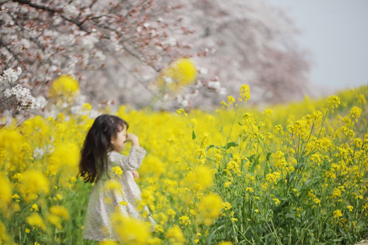 菜の花のジャングル 人物 子供 Ganref