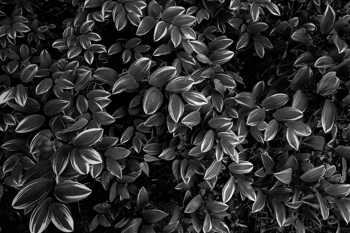 leaf | GANREF