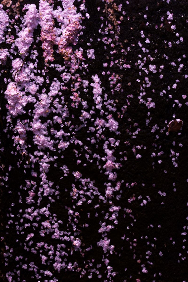 零れ桜 植物 桜 Ganref