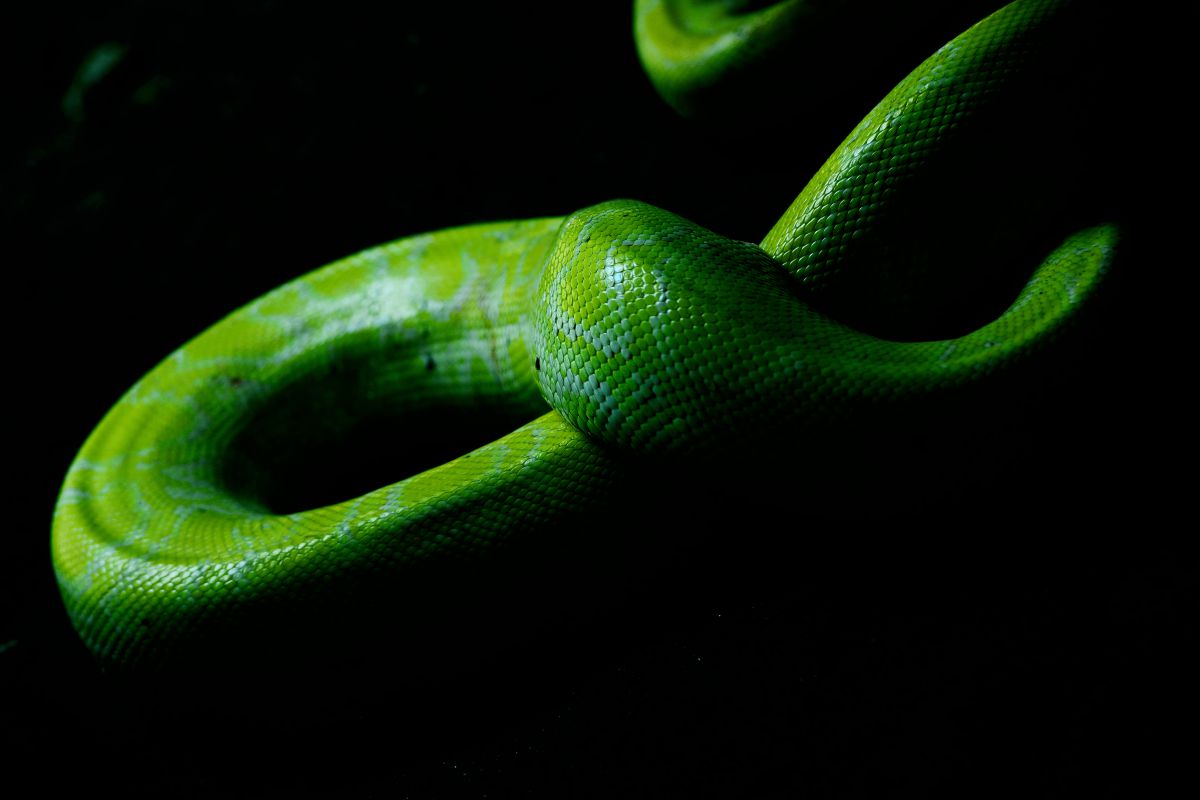 メビウスの輪 動物 爬虫類 両生類 Ganref