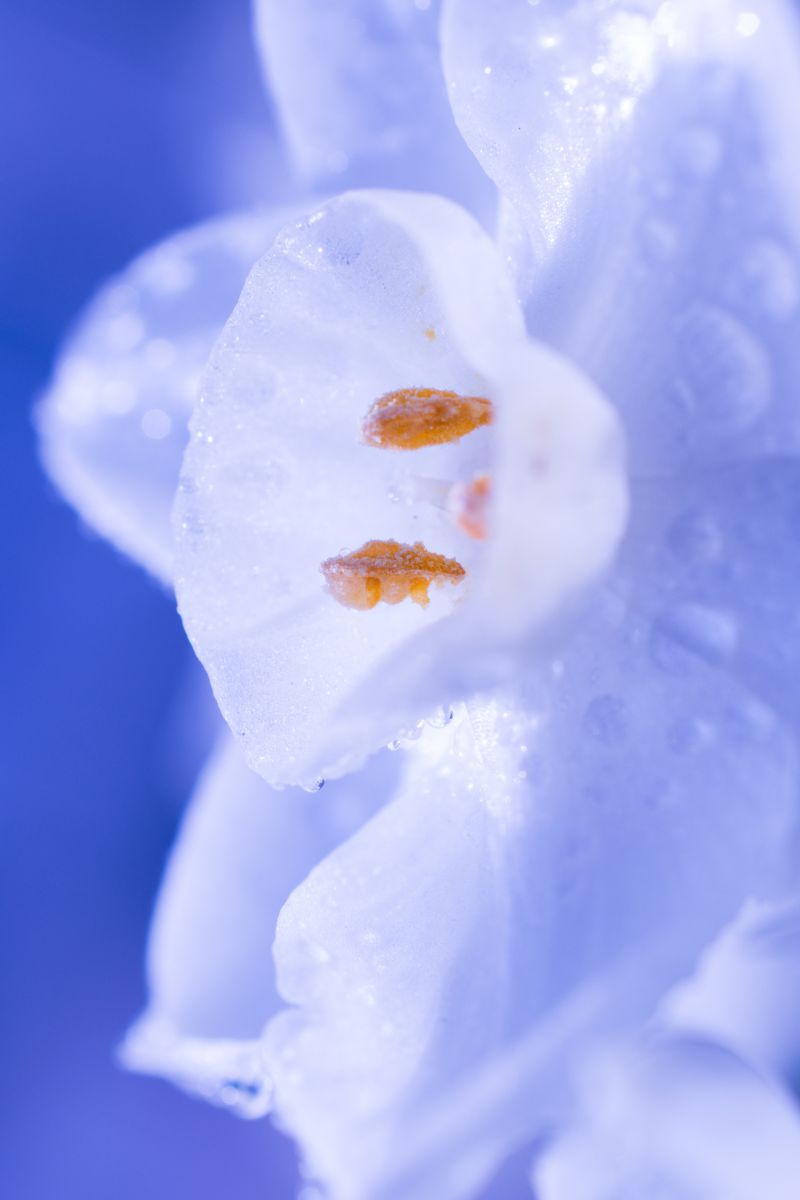 氷花 植物 花 花びら Ganref