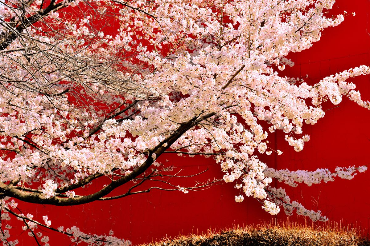 満桜花絵 植物 桜 Ganref