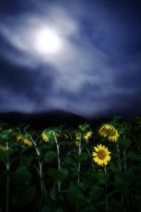 ある夏の夜に 植物 花 花びら Ganref