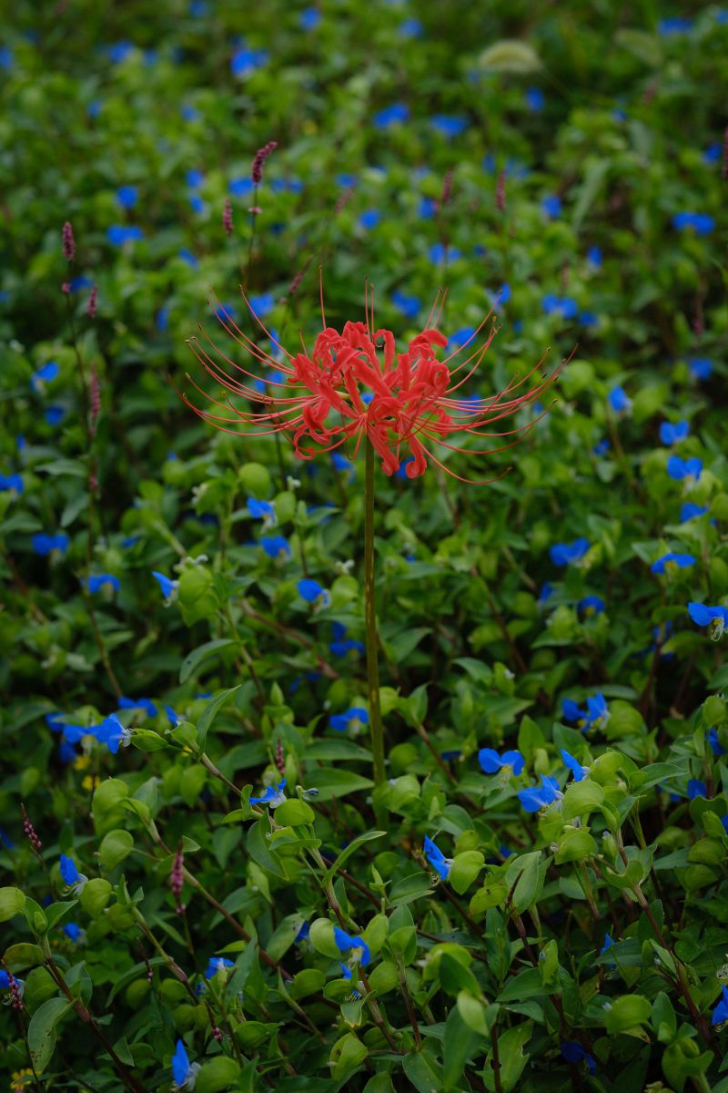 赤い花 青い花 植物 花 花びら Ganref