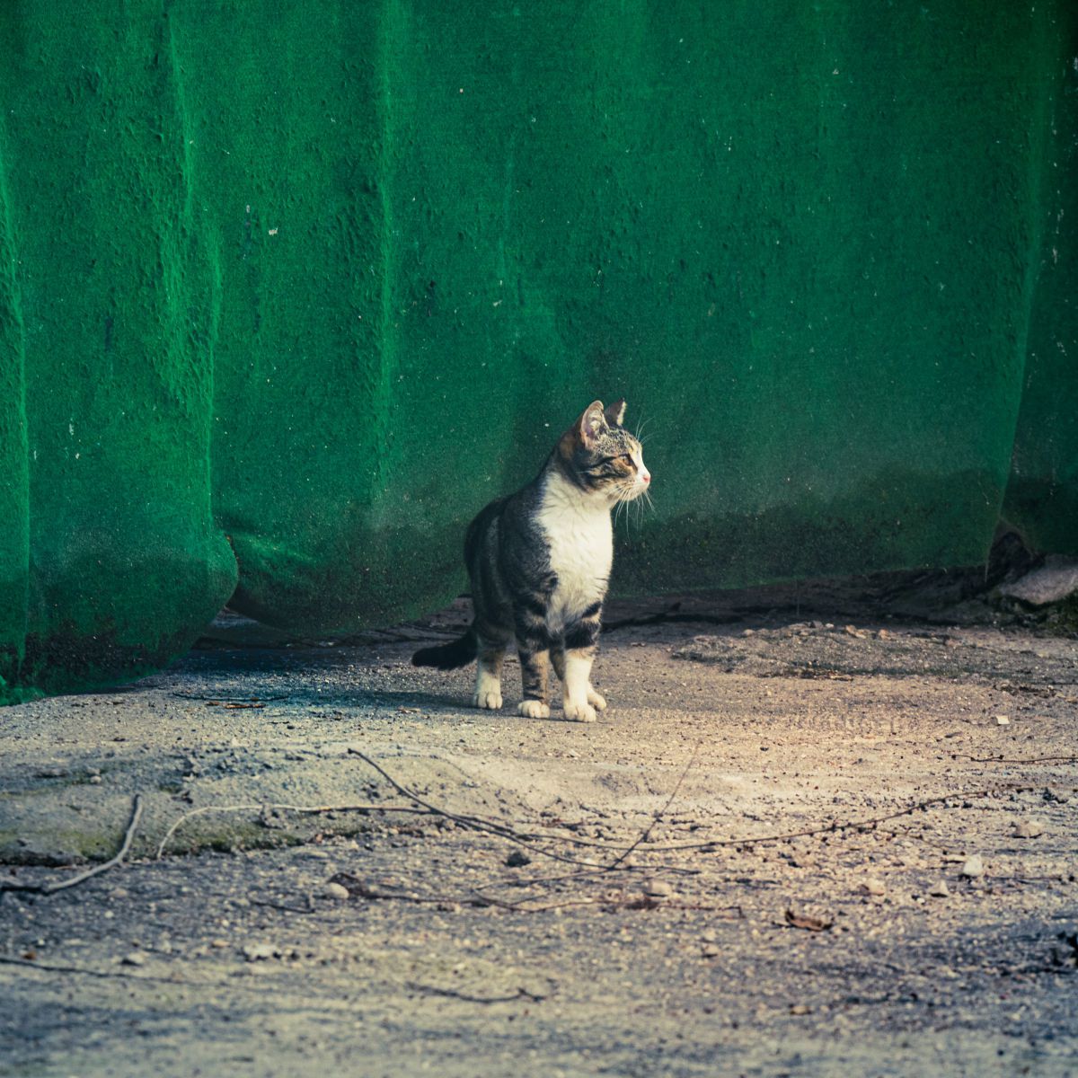 幕前 動物 猫 Ganref