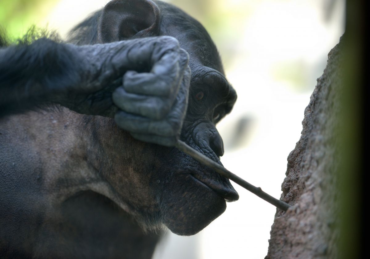 道具を使えるのは人間ばかりじゃない 動物 その他の陸の生物 Ganref