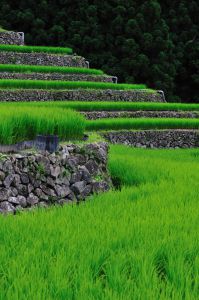 田んぼページ 3a rice field, rice planting, 5-row frame planting, rice