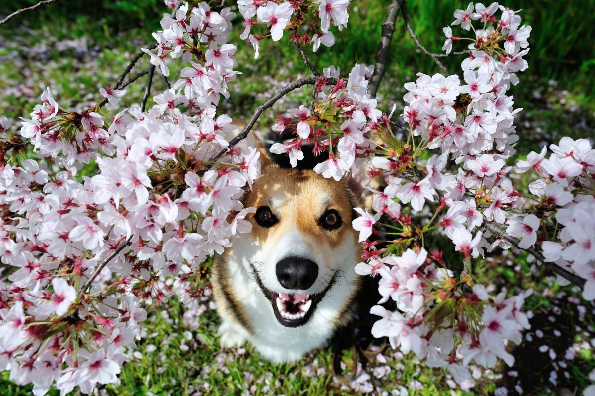 さくらいぬ 動物 犬 Ganref