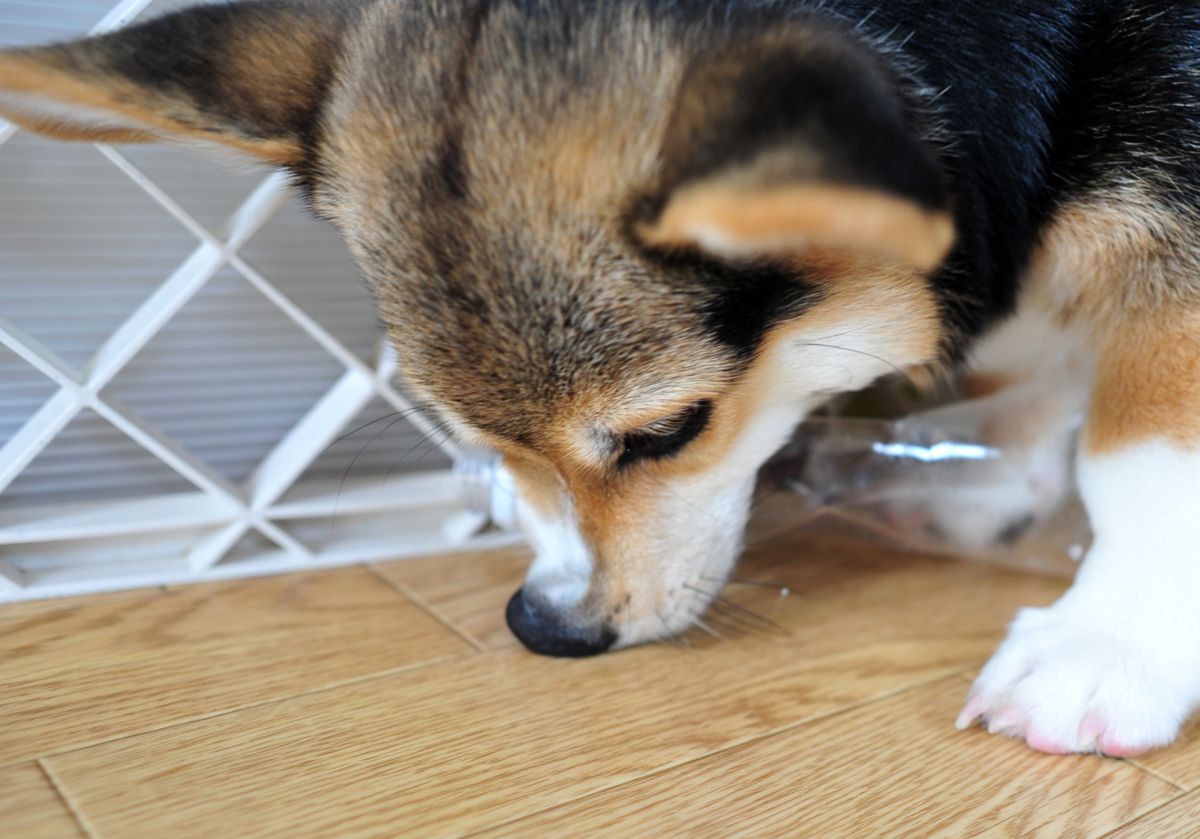 鼻が曲がる 動物 犬 Ganref