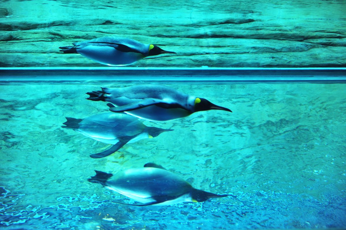 影と泳ぐ 動物 鳥類 Ganref