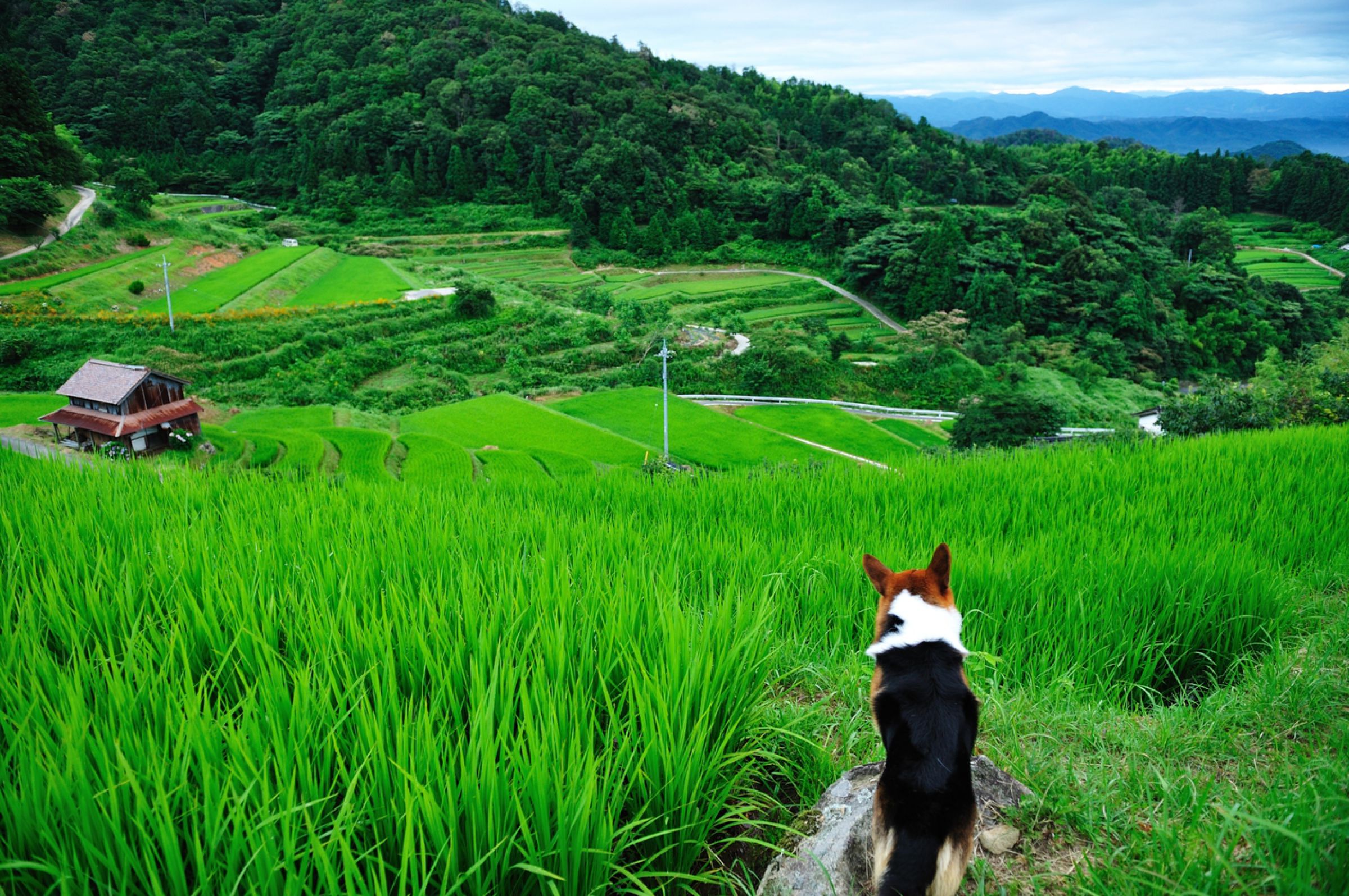 田んぼページ 斜面が田んぼ・夏 | GANREF