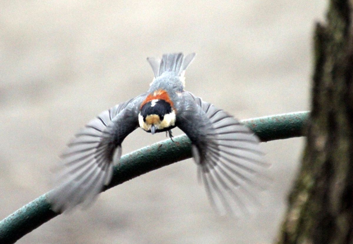 ヤマガラを真正面から 動物 鳥類 Ganref