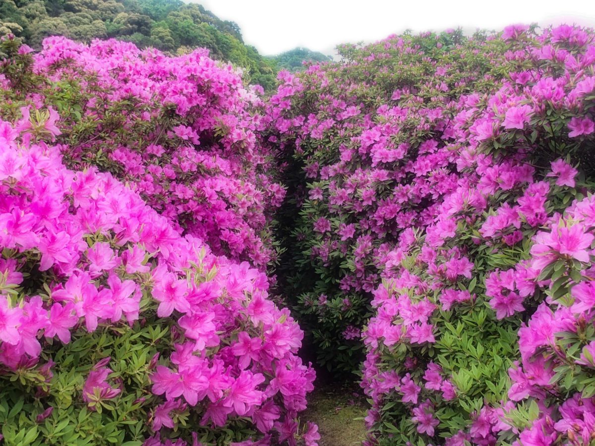 京都 宇治 三室戸寺 ２万株のつつじシリーズ 5 植物 花 花びら Ganref