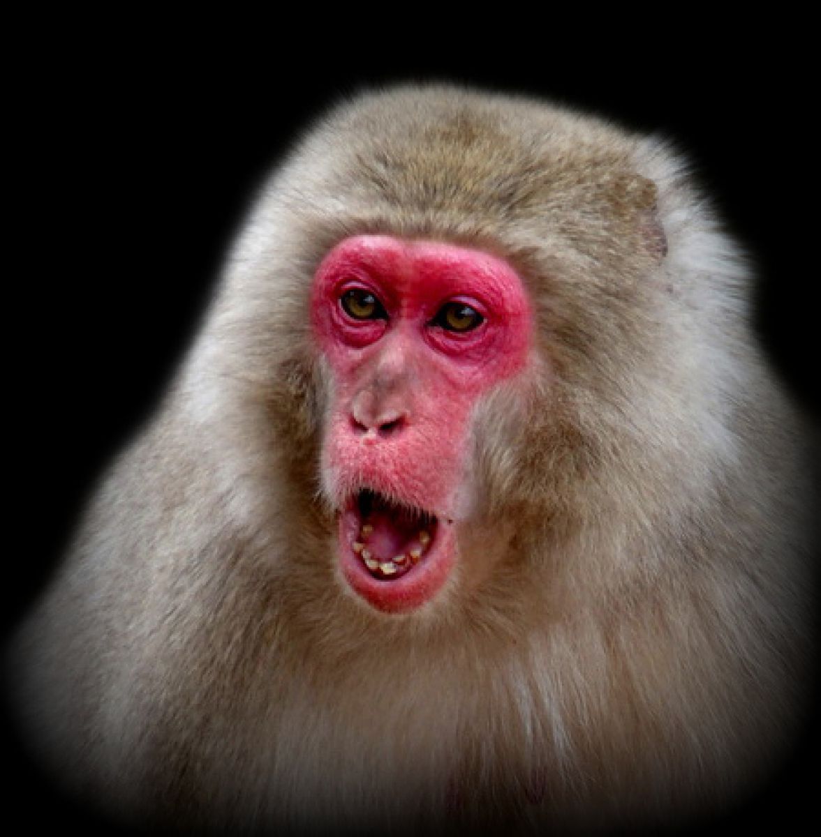 怒り 動物 その他の陸の生物 Ganref