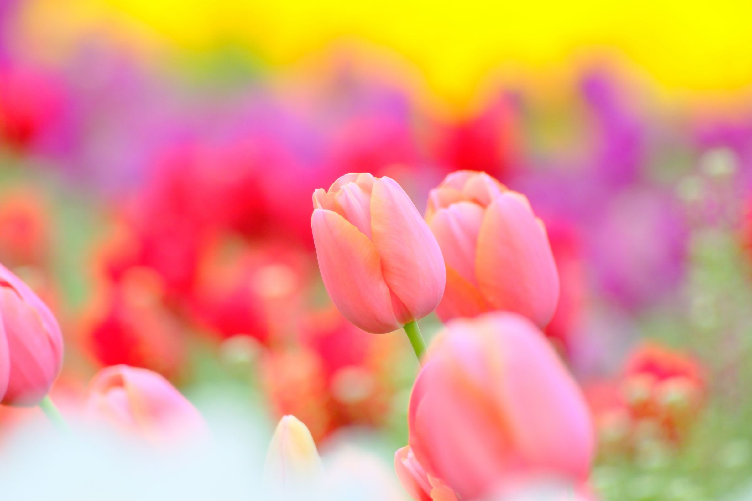 咲いた咲いたチューリップの花が | GANREF