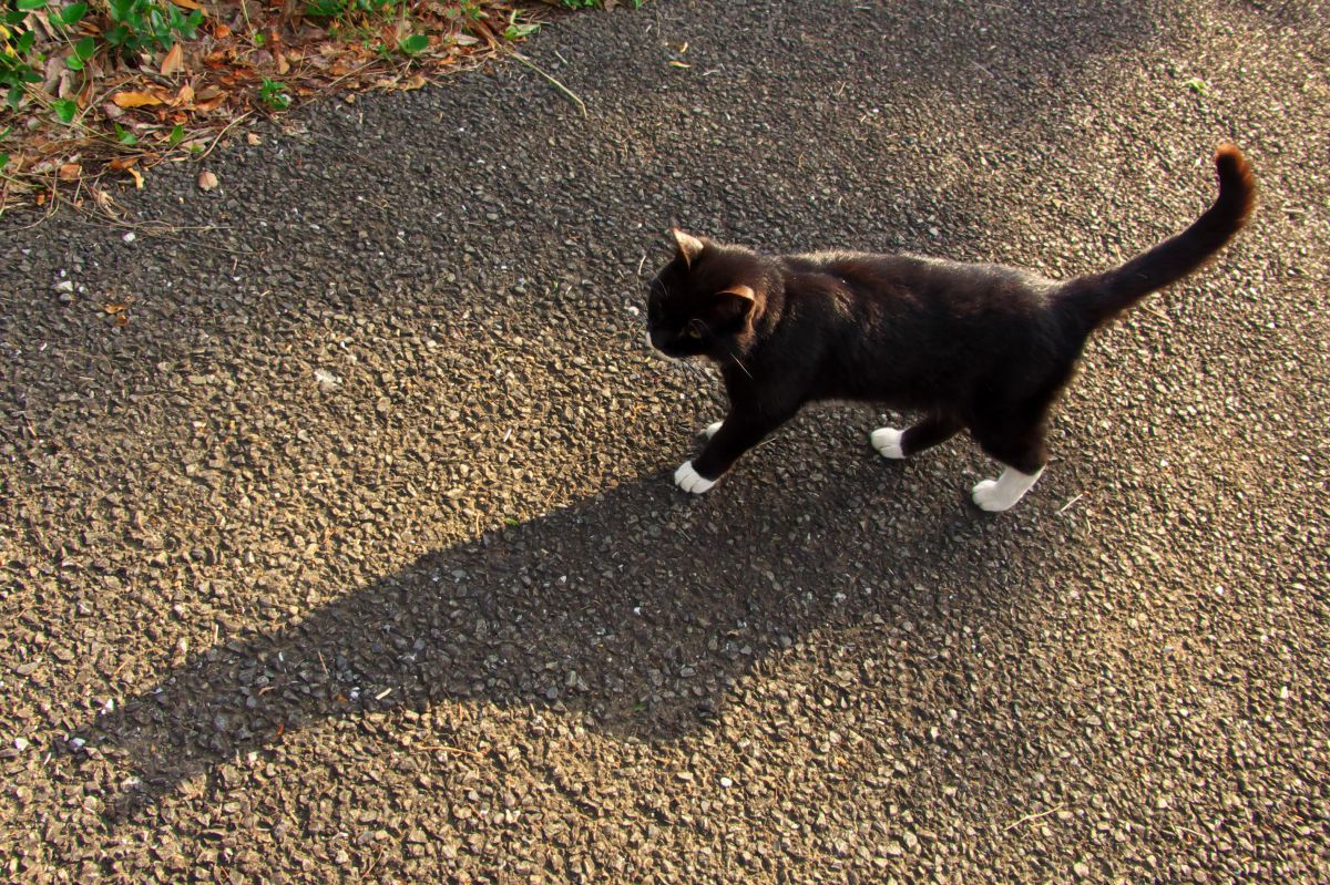 ホワイトソックスの影踏み 動物 猫 Ganref ホワイトソックスの影踏み 動物 猫 Ganref