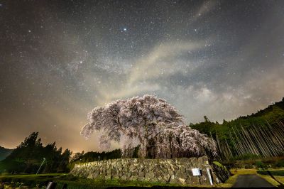 天の川と枝垂れ桜