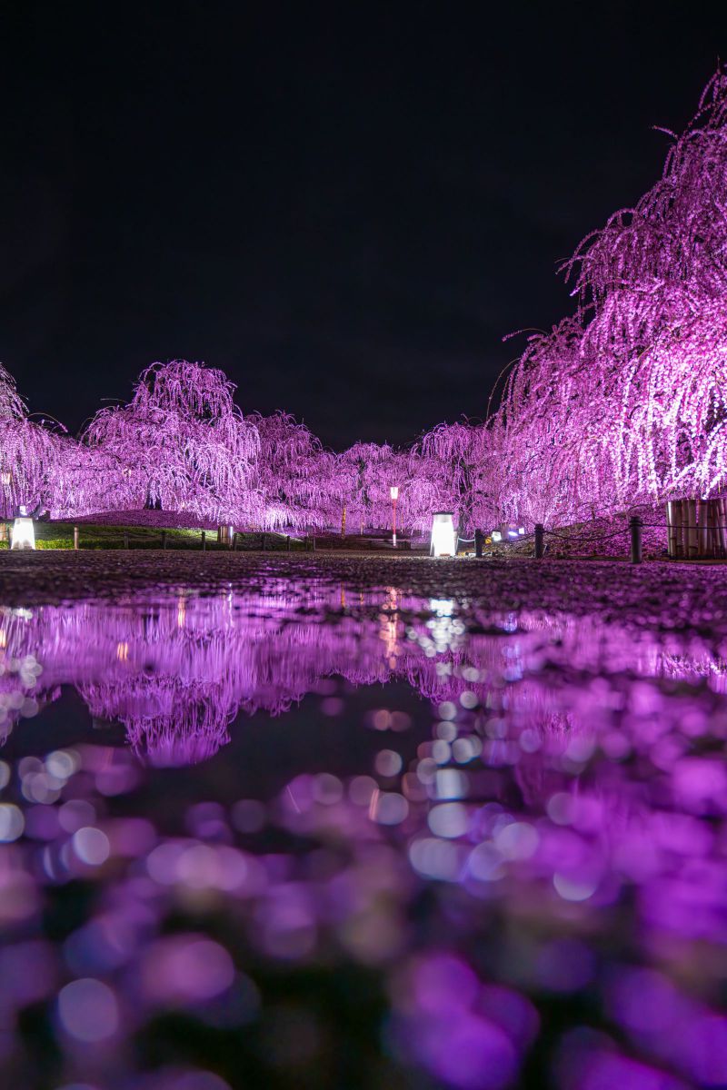 鈴鹿の森庭園で梅が絶頂満開！クロスフィルターがおすすめの理由 | GANREF