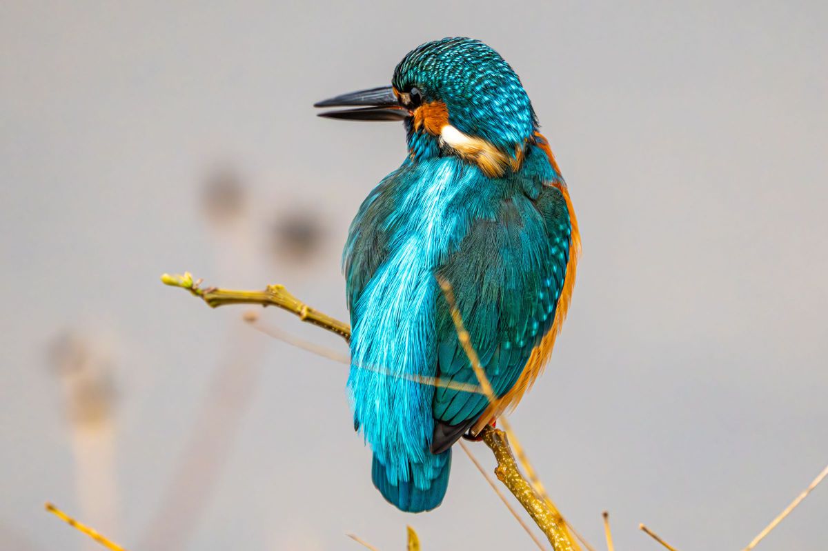 ニコン Z8&超望遠レンズレビュー【野鳥編】vol.9 カワセミ撮影のまとめ