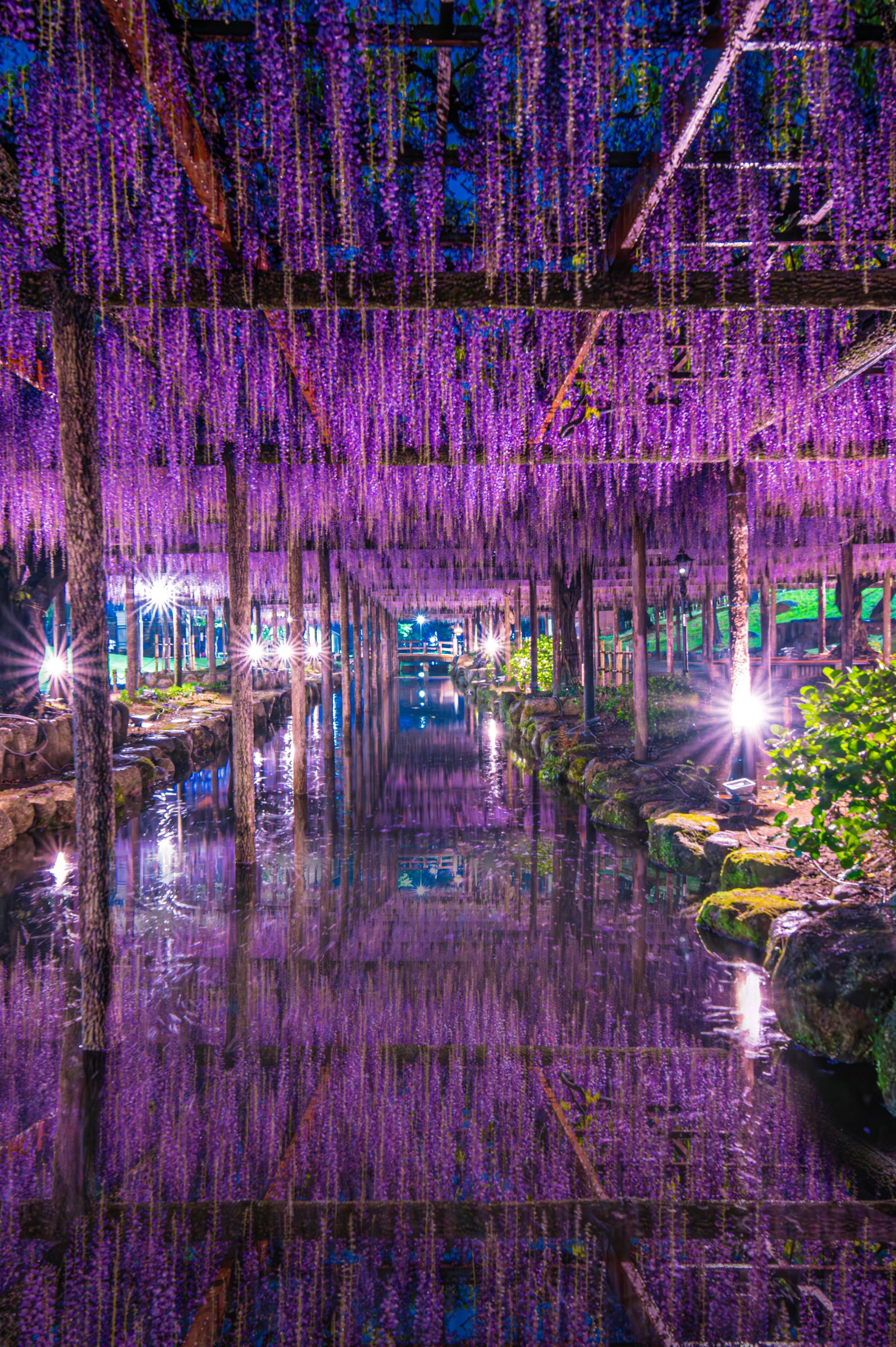 尾張津島 天王川公園の藤の花 2024 | GANREF