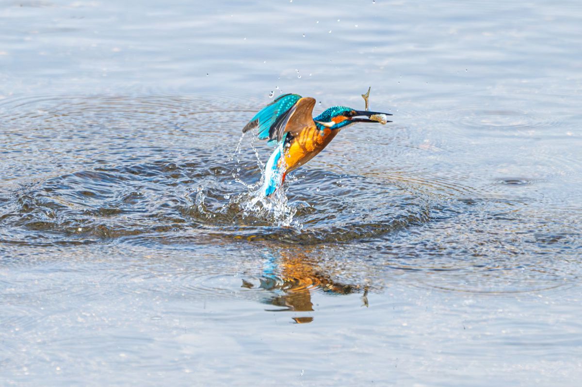 撮って出し 超望遠単焦点枠をNIKKOR Z 600mm f/4 TC VR Sに乗り換えることになり