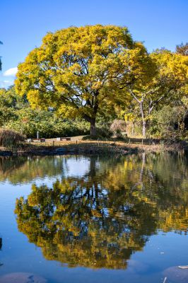 あの木の下で待ってるね