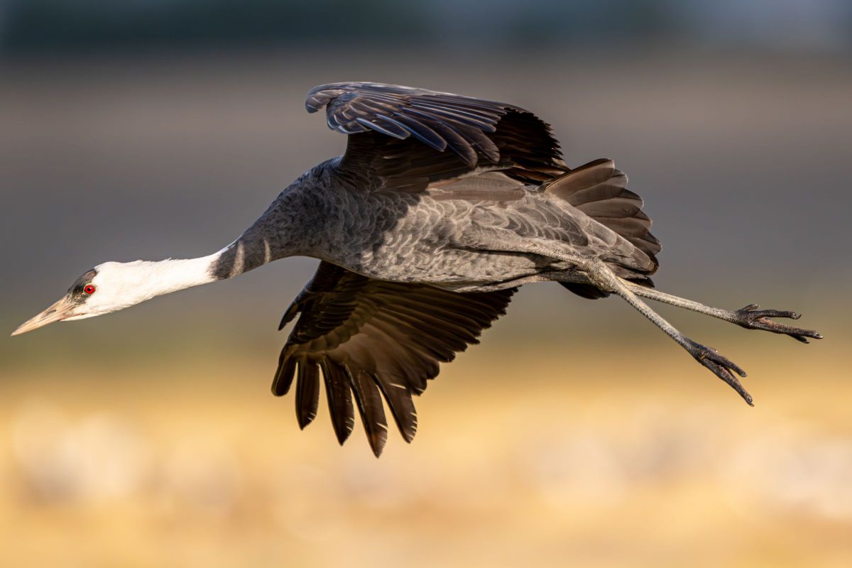 ニコン Z8&超望遠レンズレビュー【野鳥編】vol.11 鹿児島県出水市ツル