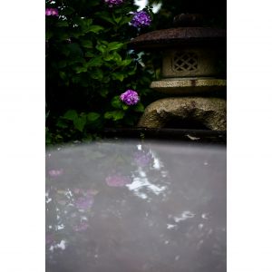 ハチは花粉塗れ 人は雨に塗れて 植物 花 花びら Ganref