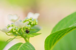 紫陽花とテントウムシ 動物 虫 昆虫 Ganref