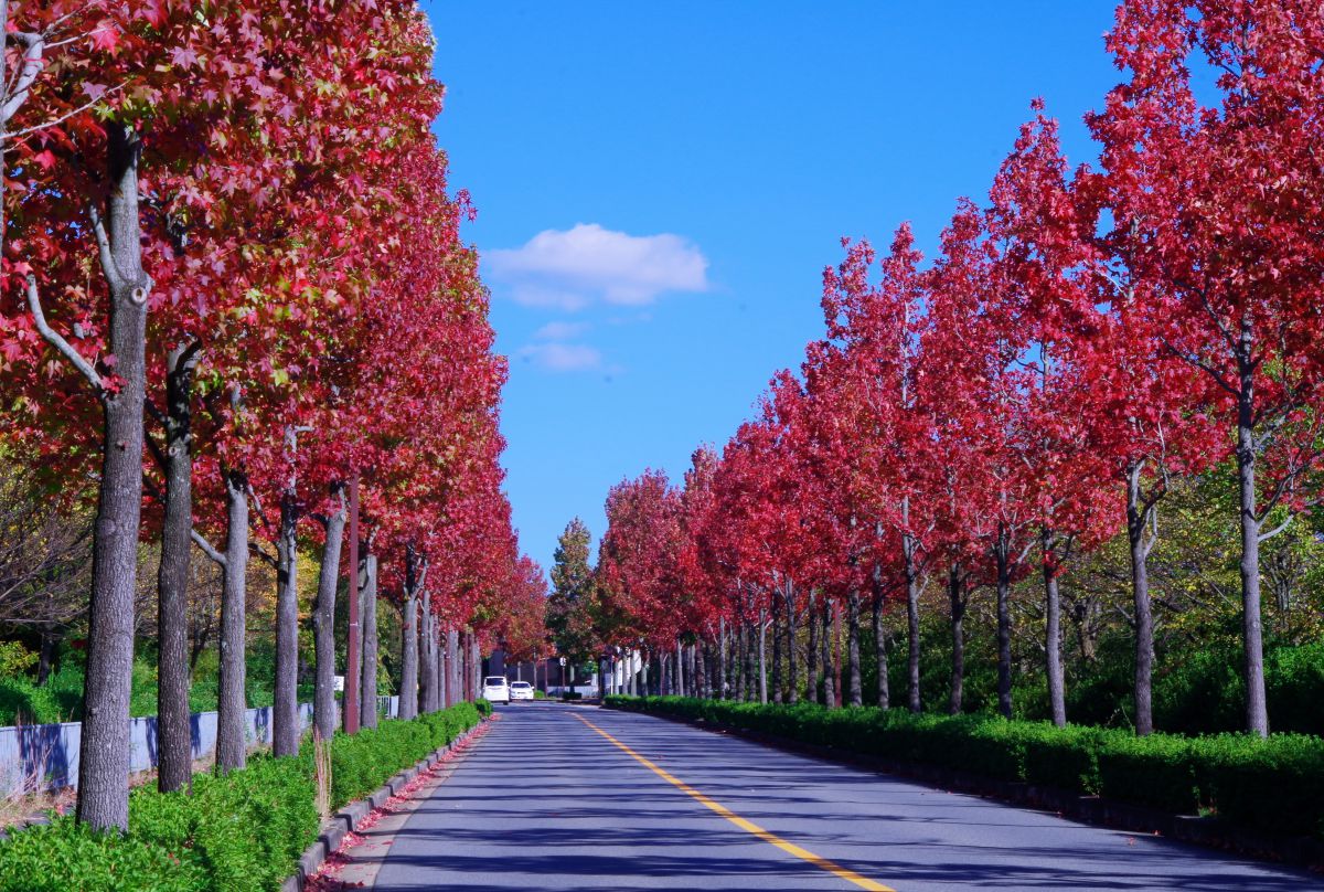 モミジバフウ並木 自然 風景 その他 Ganref