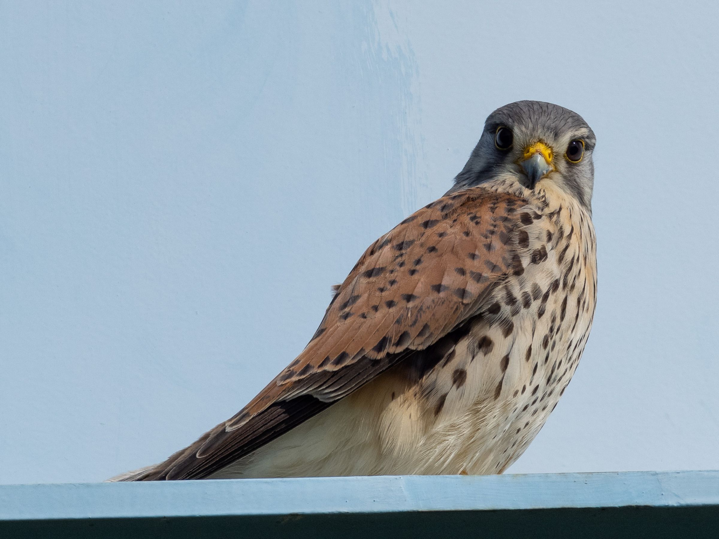 チョウゲンボウ | GANREF