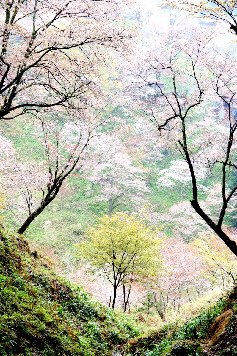 神秘的吉野山 自然 風景 森林 Ganref